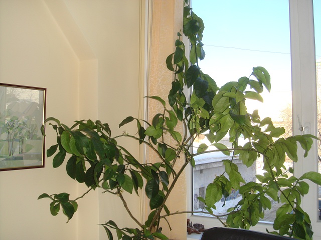 Photo1